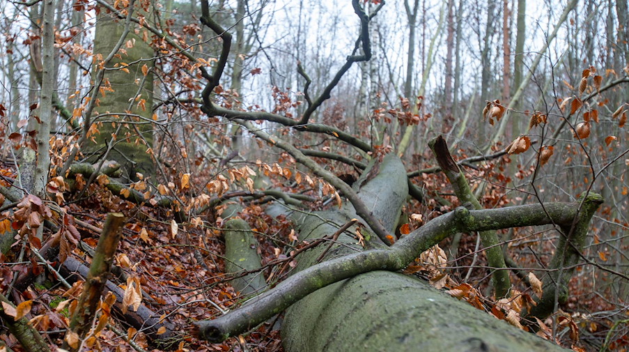 Ein umgestürzter Baum liegt auf dem Waldboden. In Sachsen wurden voriges Jahr weitere 1900 Hektar Wald aus der Nutzung genommen. / Foto: Daniel Schäfer/dpa-Zentralbild/dpa/bildarchiv