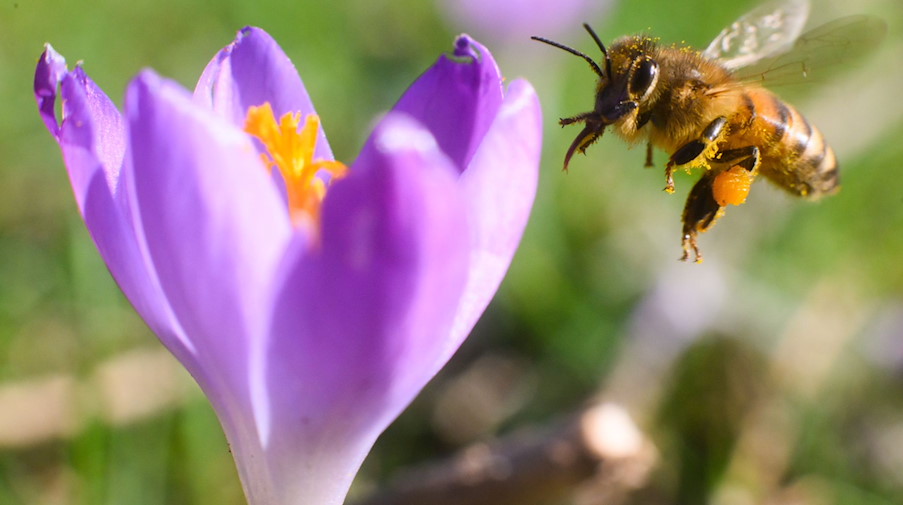 Eine Biene fliegt neben einem Krokus. / Foto: Julian Stratenschulte/dpa/Archivbild