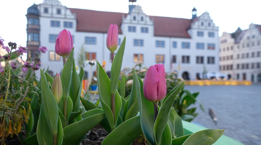 Tulpen blühen auf dem Marktplatz. / Foto: Sebastian Willnow/dpa/Archivbild