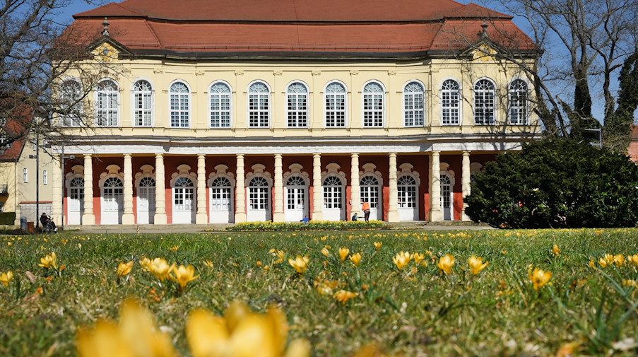 Krokusse blühen im Park vor dem Schlossgartensalon. / Foto: Waltraud Grubitzsch/dpa-Zentralbild/Bildarchiv
