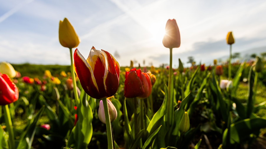 Tulpen stehen im Morgenlicht auf einem Feld. / Foto: Philipp von Ditfurth/dpa/Symbolbild