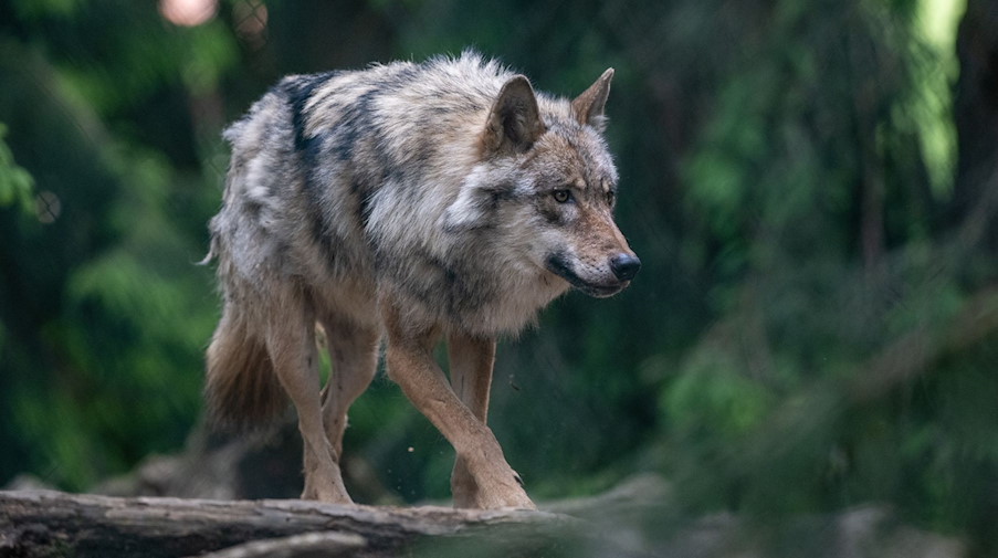Ein Wolf spaziert durch das Gehege. / Foto: Armin Weigel/dpa/Archivbild