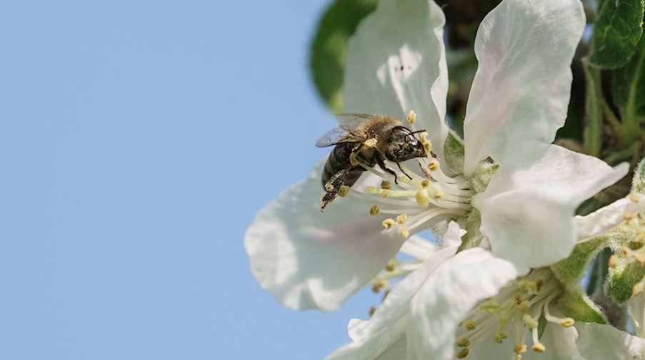 Eine Biene sitzt in der Blüte eines Obstbaumes auf einer Streuobstwiese. / Foto: Andreas Arnold/dpa/Symbolbild