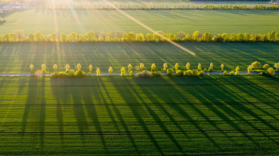 Bäume werfen in der Morgensonne lange Schatten auf ein Feld. / Foto: Jan Woitas/dpa-Zentralbild/dpa/Symbolbild