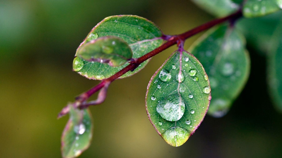 Regentropfen liegen auf Blättern einer Pflanze. / Foto: Roberto Pfeil/dpa/Symbolbild