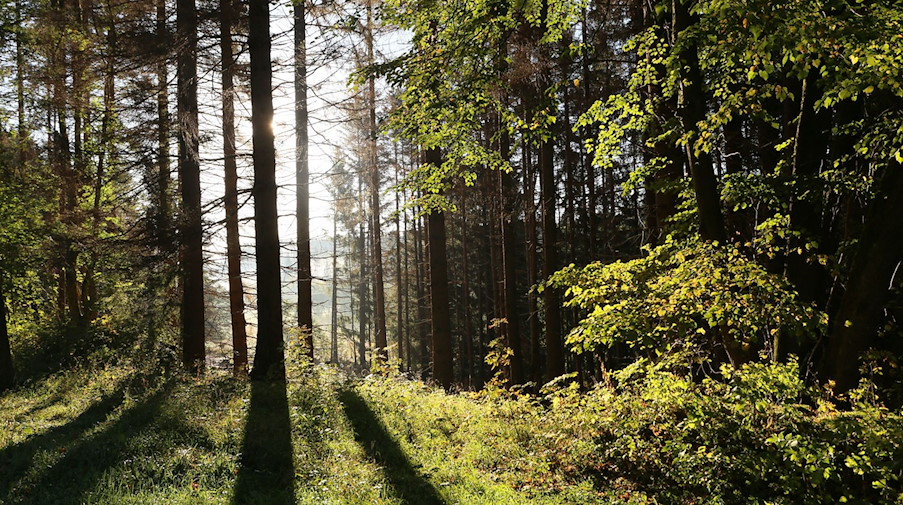 Die Sonne scheint in einem Wald zwischen Bäumen hindurch. / Foto: Matthias Bein/dpa-Zentralbild/ZB/Symbolbild