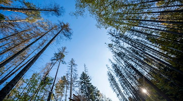 Die Bäume eines Mischwaldes sind im Nationalpark Sächsische Schweiz zu sehen. / Foto: Matthias Rietschel/dpa/Archivbild