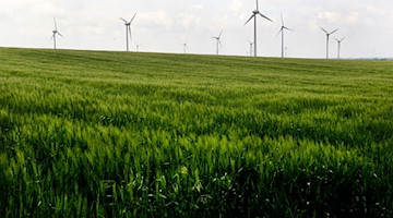 Windkraftanlagen hinter einem Feld. / Foto: Roland Weihrauch/dpa/Symbolbild