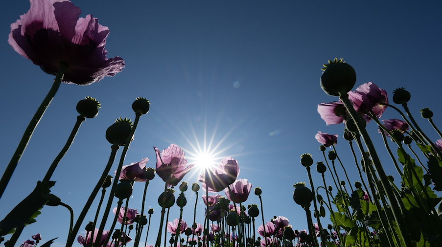 Wintermohn der Sorte „Zeno Morphex“ wächst auf einem Feld. / Foto: Sebastian Kahnert/dpa/Symbolbild