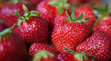 Frisch gepflückte Erdbeeren. / Foto: Soeren Stache/dpa/Symbolbild