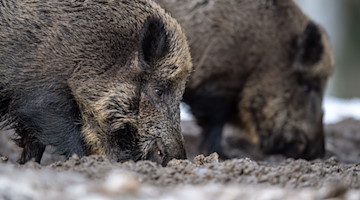 Zwei Wildschweine wühlen bei der Futtersuche in einem Wald mit der Schnauze im Erdboden. / Foto: Lino Mirgeler/dpa/Symbolbild