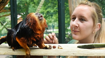 Die 23-jährige Tierparkleiterin Caroline Otto spielt mit einem Affen. / Foto: Waltraud Grubitzsch/dpa-Zentralbild