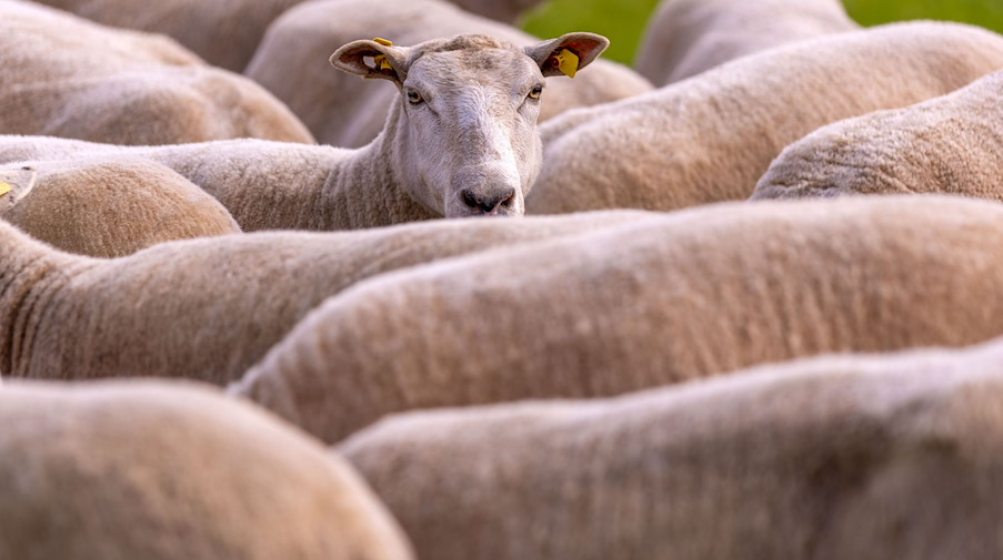 Ein Schaf schaut aus einer Herde. / Foto: Jens Büttner/dpa/Symbolbild