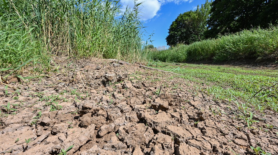 Ausgetrocknet ist ein Teilabschnitt des Flusses Schwarze Elster in Südbrandenburg. / Foto: Patrick Pleul/dpa/Archivbild