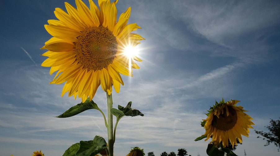 Sonnenblumen auf einem Feld in Nordsachsen. / Foto: Sebastian Willnow/dpa/Archivbild