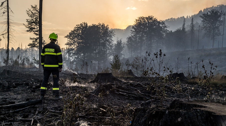 Ein Feuerwehrmann steht in einem verbrannten Waldstück in der Böhmischen Schweiz nach Ausbruch des Waldbrands, der dann auf die Sächsische Schweiz übergegriffen hat. / Foto: Hájek Vojtìch/CTK/dpa
