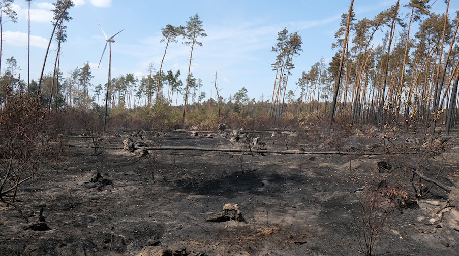 Auf einer von Trockenheit und Borkenkäfer gelichteten Waldfläche liegt nach einem Waldbrand im Landkreis Elbe-Elster Asche auf dem Boden. / Foto: Sebastian Willnow/dpa/Bildarchiv