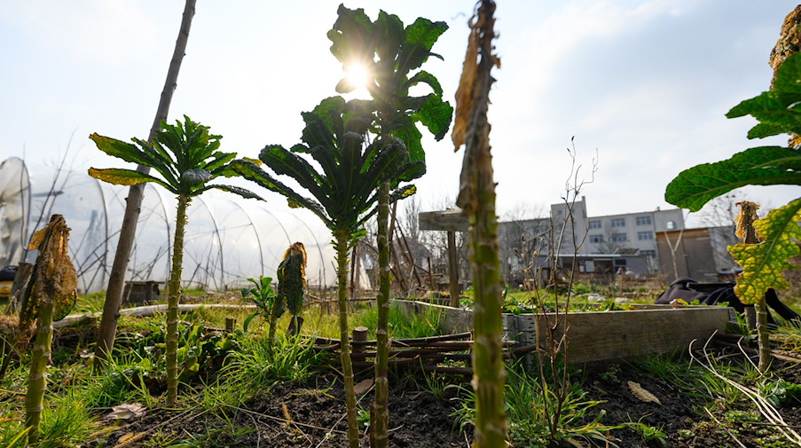 Palmkohl Pflanzen wachsen in einem Dresdener Gemeinschaftsgarten. / Foto: Robert Michael/dpa-Zentralbild/dpa/Symbolbild