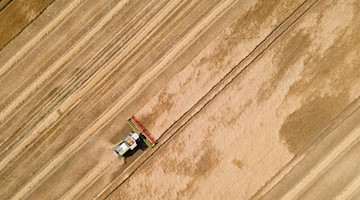 Ein Mähdrescher fährt über ein Gerstenfeld. / Foto: Sebastian Kahnert/dpa