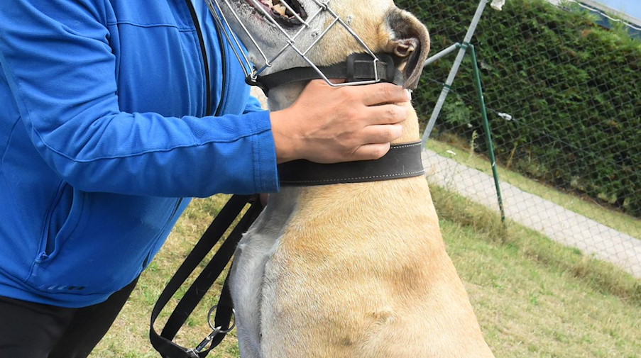 Der rund acht bis neunjährige "Iron" gehört im Tierheim zu 70 Hunden, von denen rund 30 als vermutet gefährlich oder gefährlich im Einzelfall eingestuft wurden. / Foto: Waltraud Grubitzsch/dpa-Zentralbild/dpa