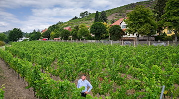 Felix Hößelbarth, Kellermeister im Weingut Hoflößnitz in Radebeul. / Foto: Robert Michael/dpa