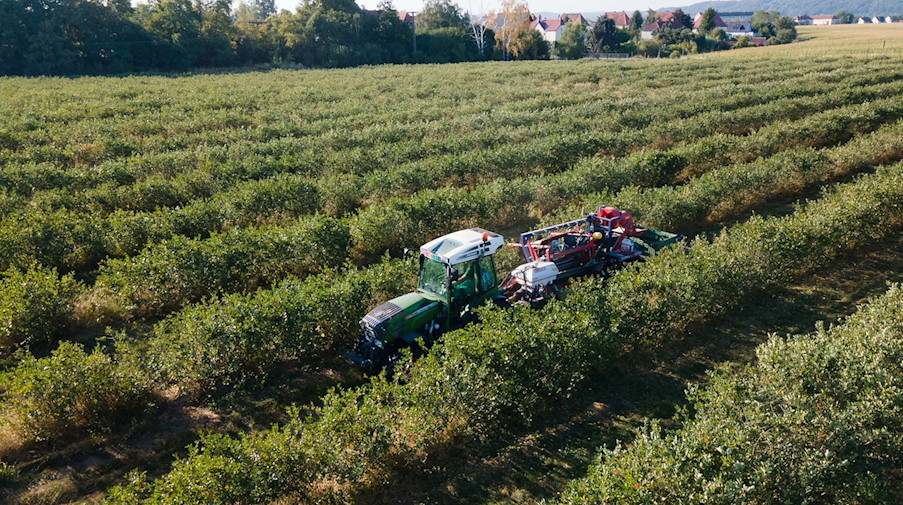 Ein Traktor mit einem Ernteanhänger fährt über eine Plantage in Coswig. / Foto: Sebastian Kahnert/dpa