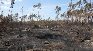 Auf einer Waldfläche liegt nach einem Waldbrand im Landkreis Elbe-Elster Asche auf dem Boden. / Foto: Sebastian Willnow/dpa/Archivbild