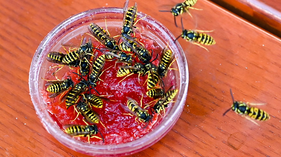 In einer kleinen Schale mit Marmelade tummeln sich zahlreiche Wespen. / Foto: Jens Kalaene/dpa