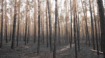 Blick auf verkohlte Bäume in einem an Brandenburg angrenzenden Waldbrandgebiet in Arzberg. / Foto: Sebastian Kahnert/dpa