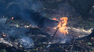 Flammen lodern an einem Glutnest während eines Waldbrandes im Nationalpark Sächsische Schweiz. / Foto: Robert Michael/dpa/Archivbild