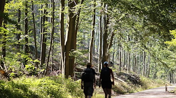 Wanderer gehen durch einen Wald. / Foto: Matthias Bein/dpa/Symbolbild