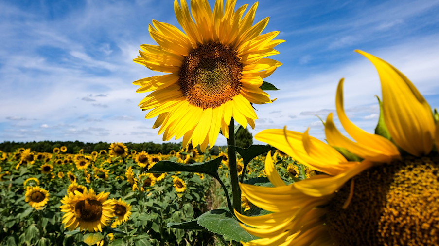 Sonnenblumen blühen bei Sonnenschein und blauem Himmel auf einem Feld. / Foto: Jens Kalaene/dpa/Symbolbild