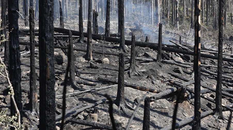 Verbranntes Holz liegt in den Wäldern des Einsatzgebietes. / Foto: Matthias Bein/dpa/Archivbild