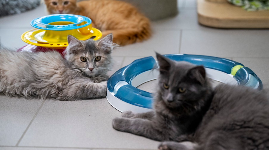 Drei junge Katzen liegen im Mutter- und Kinderkatzenhaus im Berliner Tierheim. / Foto: Monika Skolimowska/dpa/Bildarchiv