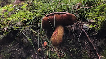 Steinpilz Dresdner Heide