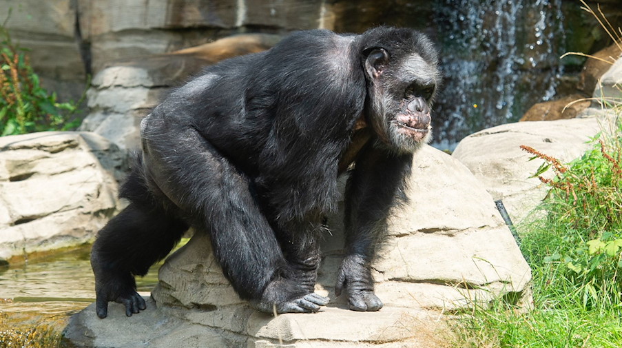 Ein Schimpanse im Zoo. / Foto: Christophe Gateau/dpa