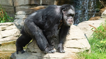 Ein Schimpanse im Zoo. / Foto: Christophe Gateau/dpa