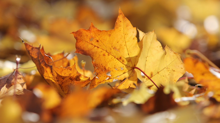 Herbstlaub liegt am Boden. / Foto: Matthias Bein/dpa-Zentralbild/dpa/Symbolbild