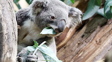 Verstorbener Koala Oobi-Ooobi im Zoo Leipzig. / Foto: Jan Woitas/dpa-Zentralbild/ZB/Archivbild