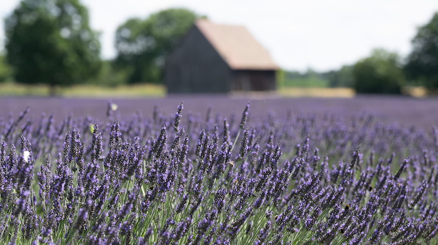 Lavendel blüht auf einem Feld der Agrargenossenschaft See. / Foto: Sebastian Kahnert/dpa/Archivbild