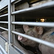 Schweine werden in einem Anhänger zum Schlachthof transportiert. / Foto: Lars Klemmer/dpa/Symbolbild