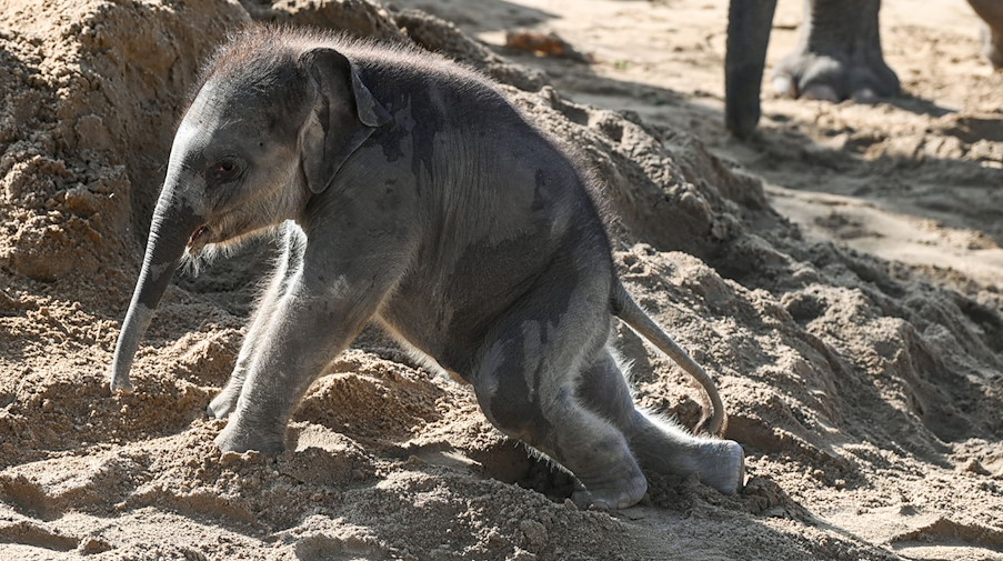 Sechs Wochen ist der kleine Elefantenbulle im Leipziger Zoo alt. / Foto: Heiko Rebsch/dpa