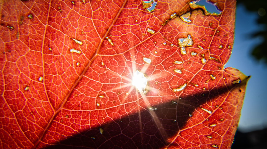 Die Sonne strahlt durch ein herbstlich verfärbtes Blatt. / Foto: Frank Rumpenhorst/dpa/Symbolbild