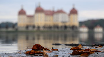 Abgefallene Blätter liegen am Teichufer vor dem Schloss Moritzburg. / Foto: Robert Michael/dpa/Archivbild