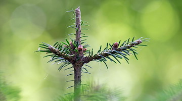 Eine junge Lärche im Wald, die sichtbare Verbissspuren von Rotwild hat. / Foto: Daniel Schäfer/dpa-Zentralbild/ZB