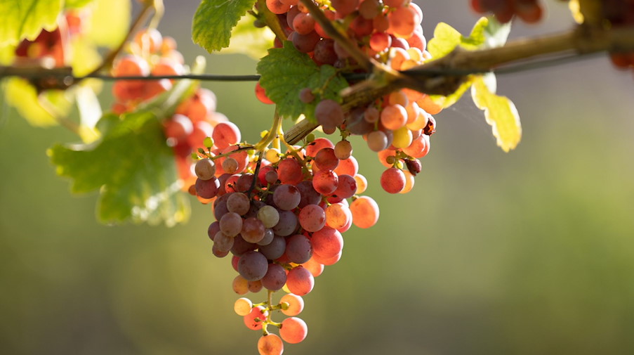 Trauben der Weißweinsorte Traminer hängen an einem Rebstock. / Foto: Sebastian Kahnert/dpa