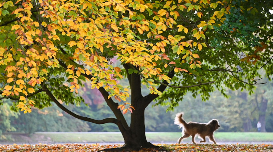 Ein Hund eilt seinem Herrchen (nicht im Bild) unter einem prächtig verfärbten Baum voraus. / Foto: Uwe Zucchi/dpa/Symbolbild