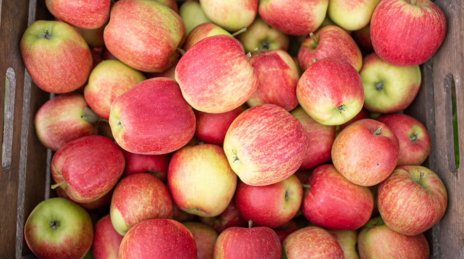 Eine Kiste mit frisch gepflückten Äpfeln steht auf einem Obsthof. / Foto: Daniel Reinhardt/dpa/Symbolbild