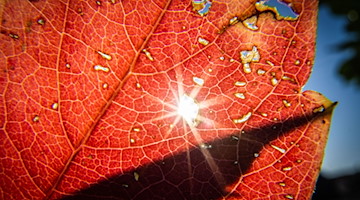 Die Sonne strahlt durch ein herbstlich verfärbtes Blatt. / Foto: Frank Rumpenhorst/dpa/Symbolbild