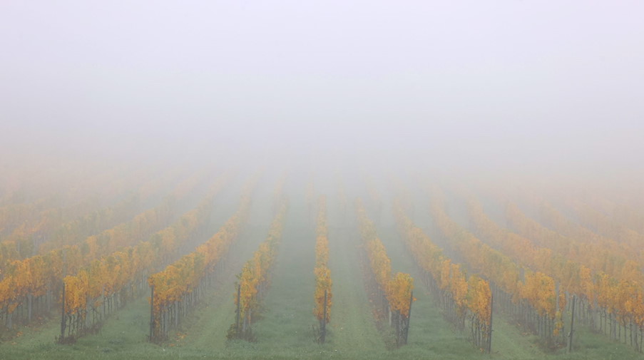Nebel liegt über den herbstlichen Weinbergen. / Foto: Karl-Josef Hildenbrand/dpa/Symbolbild